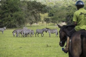 guide to uganda safari